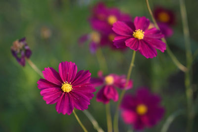 Close-up of pink cosmos flowers