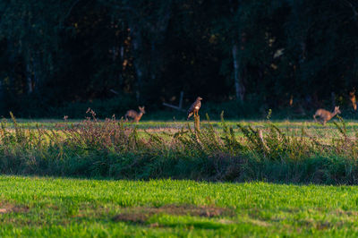 Horses in a field