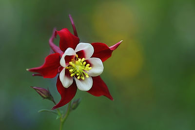 Close-up of red rose flower