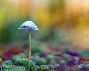 Close-up of mushroom growing on field