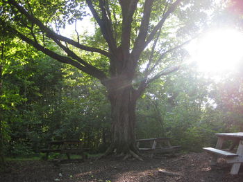 Sun shining through trees