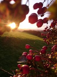 Close-up of fruits hanging on tree