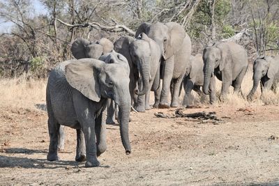 Elephant in a row