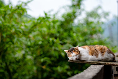 Cat sleeping on wood by trees