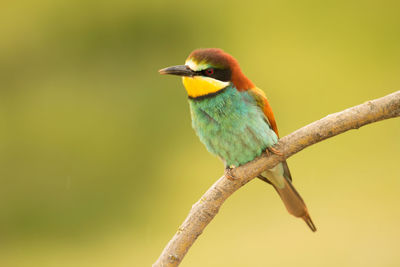 Close-up of bird perching on branch