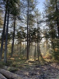 Trees in forest