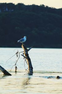 Bird perching on driftwood at beach