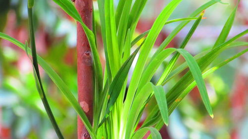 Close-up of pink leaves