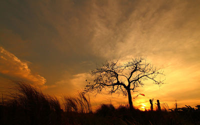 Silhouette of trees at sunset