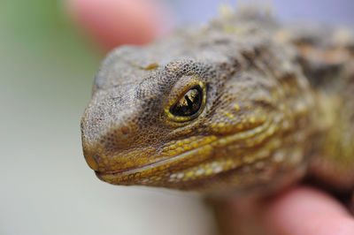 Close-up of lizard