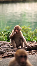 Monkey on lake