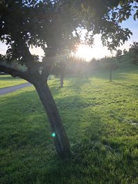 Trees on field against sky