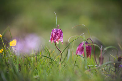 Snake's head fritillary fritillaria meleagris close-up view growing in field