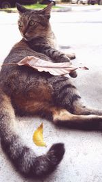 Close-up of cat in water