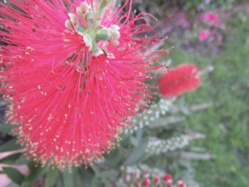 Close-up of pink flower