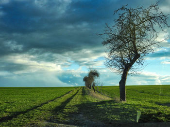 Scenic view of field against sky