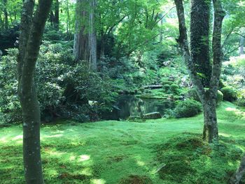 Trees in forest