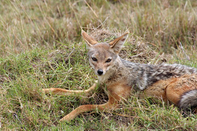 Close-up of squirrel on grassy field