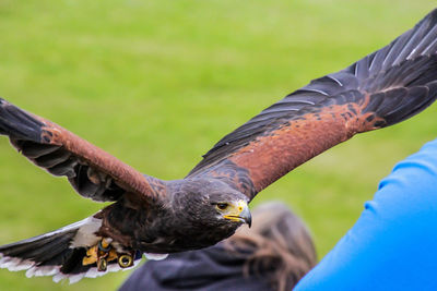 Close-up of eagle