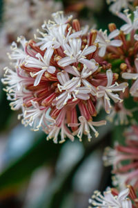 Close-up of flowers blooming outdoors