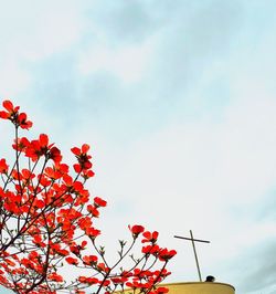 Low angle view of flowers against sky