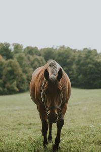 Portrait of horse on field