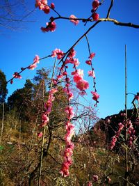 Low angle view of flower tree against clear sky