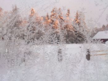 Close-up of snow covered plants