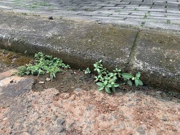 High angle view of plants growing on field