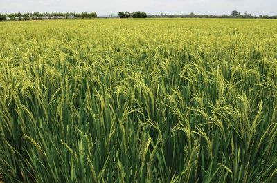 Crops growing on field