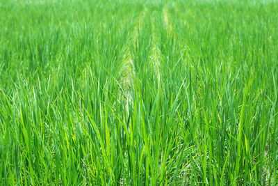 Full frame shot of corn field