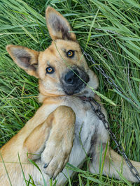 Portrait of dog relaxing on grass