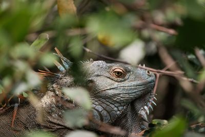 Close-up of lizard on tree