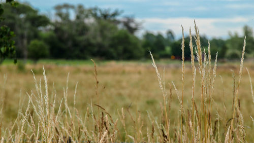 Close-up of stalks in field against sky
