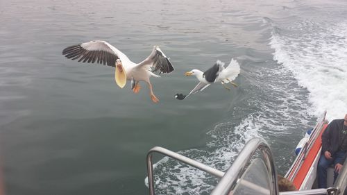 Birds catching fish in mid-air while flying over sea