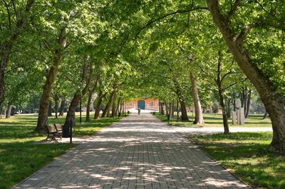 Footpath amidst trees in park