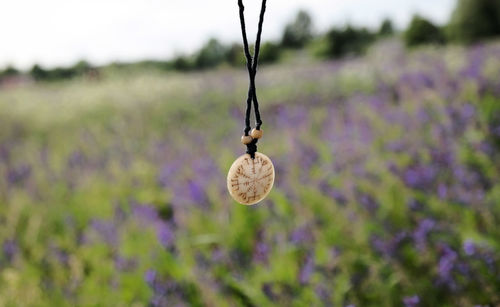Close-up of purple flower