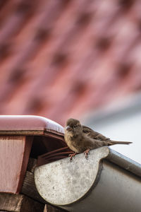 Close-up of bird perching on roof