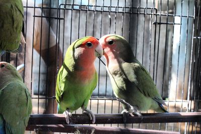 Close-up of parrot in cage