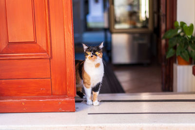 Cat looking through window