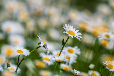 Close-up of white daisy flowers