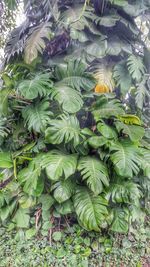 Plants growing in water