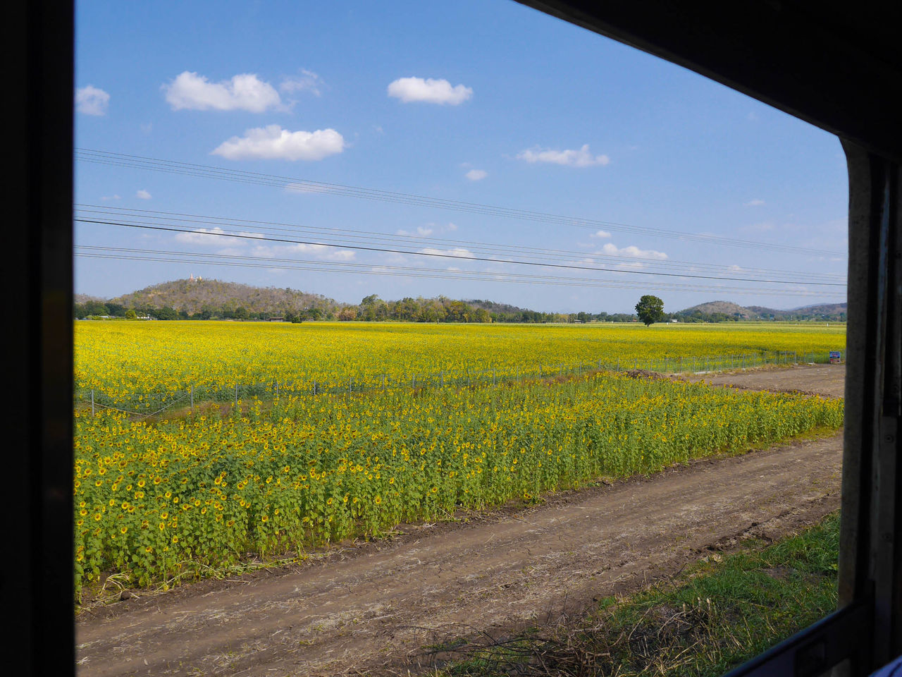 SCENIC VIEW OF FIELD AGAINST YELLOW SKY