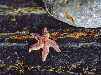 High angle view of maple leaf on rock