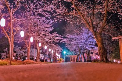 Illuminated street amidst trees at night