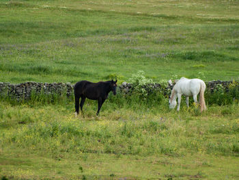 Horses in a field