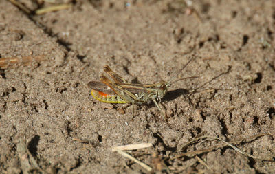 High angle view of insect on land