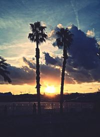 Palm trees at sunset