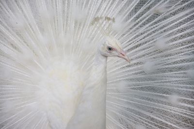 Close-up of peacock