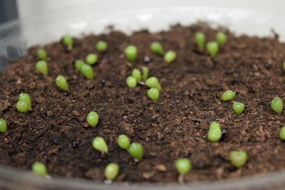 Close-up of fresh green plant in spring